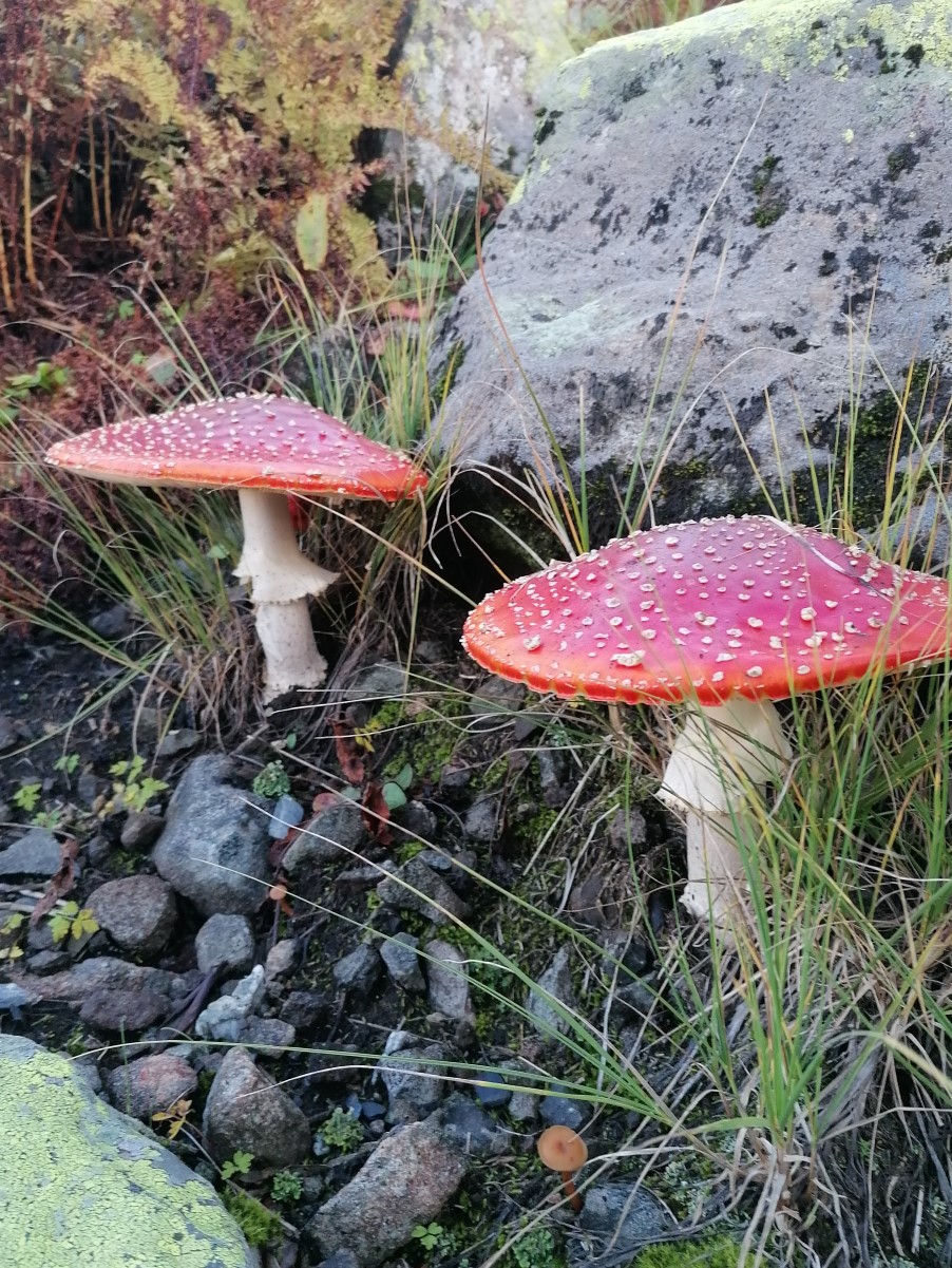 грибочки