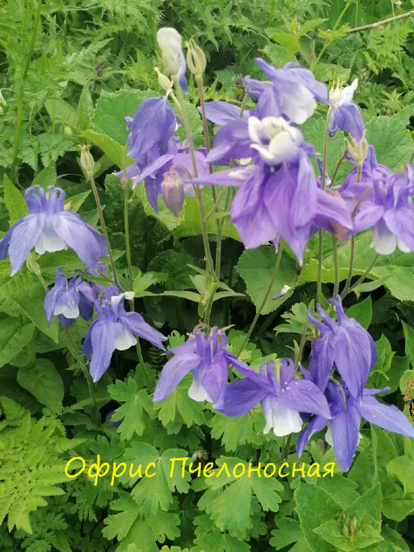 gognaya_flora_sochi 17