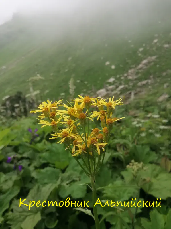 gognaya_flora_sochi 18