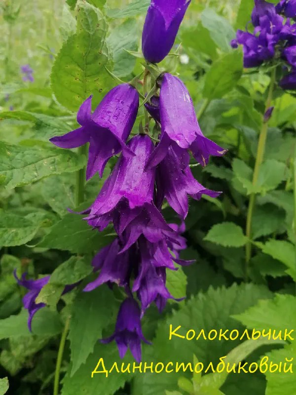 gognaya_flora_sochi 19