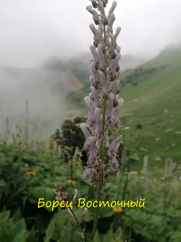 gognaya_flora_sochi 20