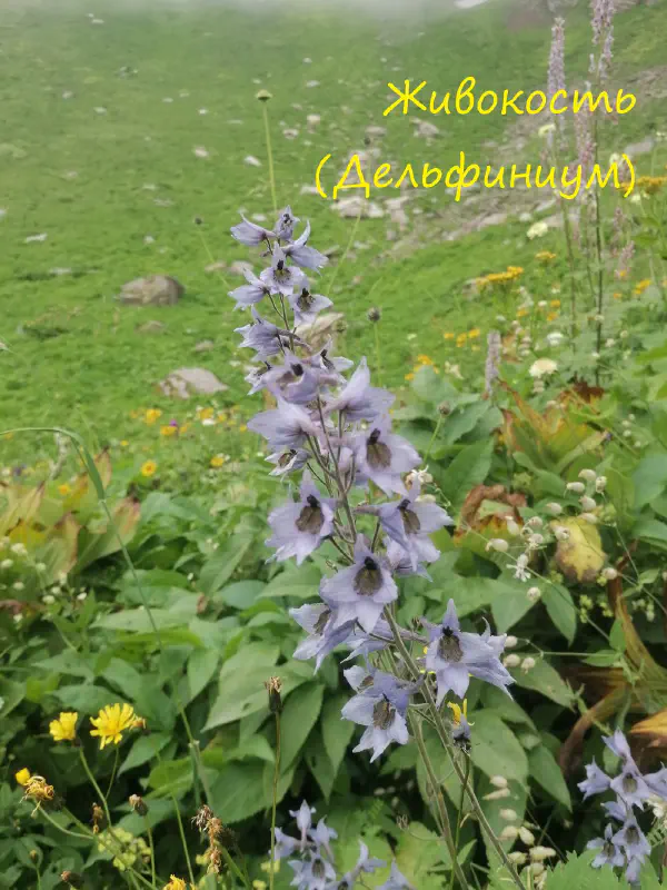 gognaya_flora_sochi 21