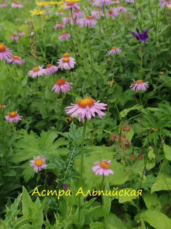 gognaya_flora_sochi 22